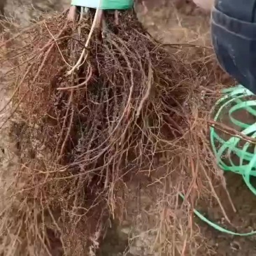 红枫