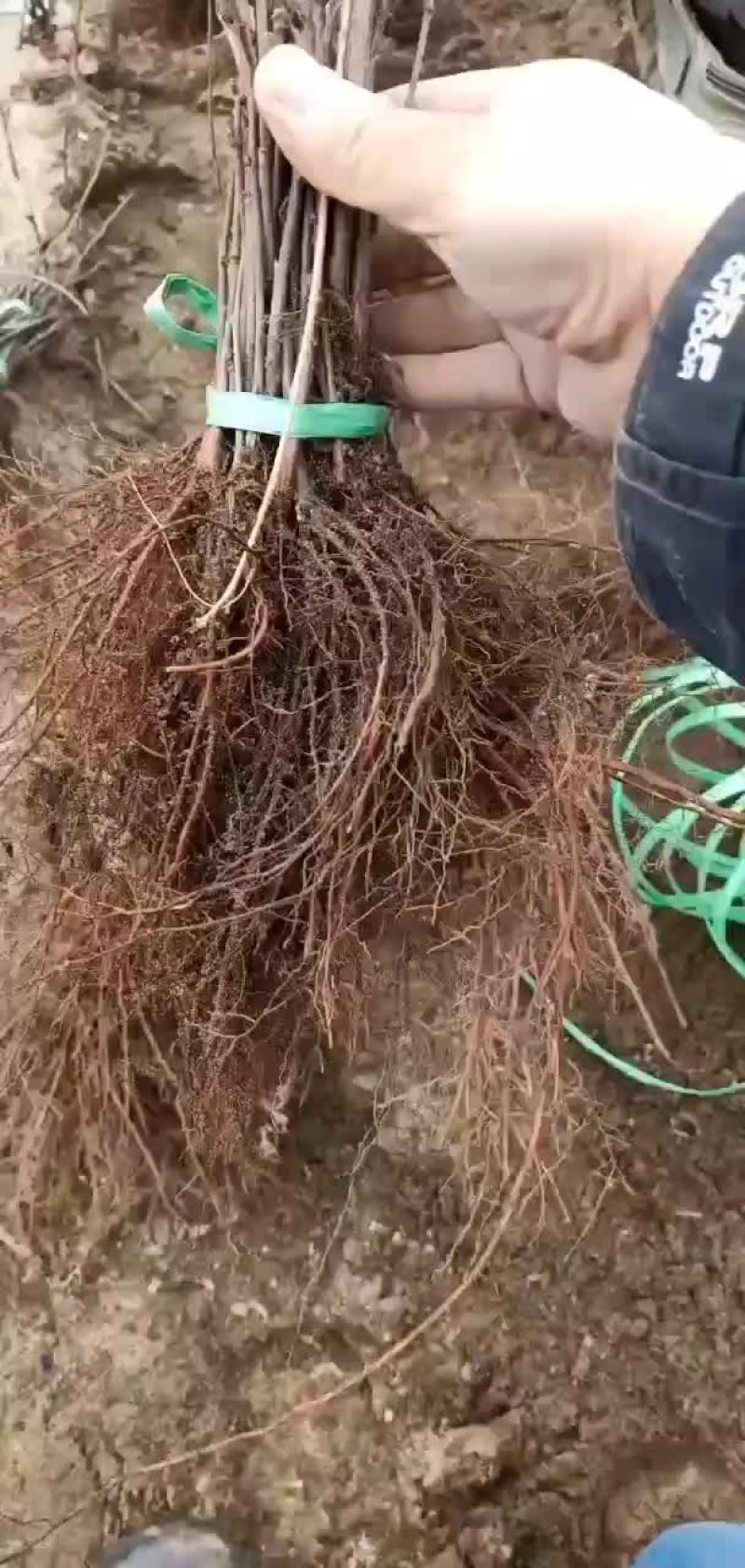红枫