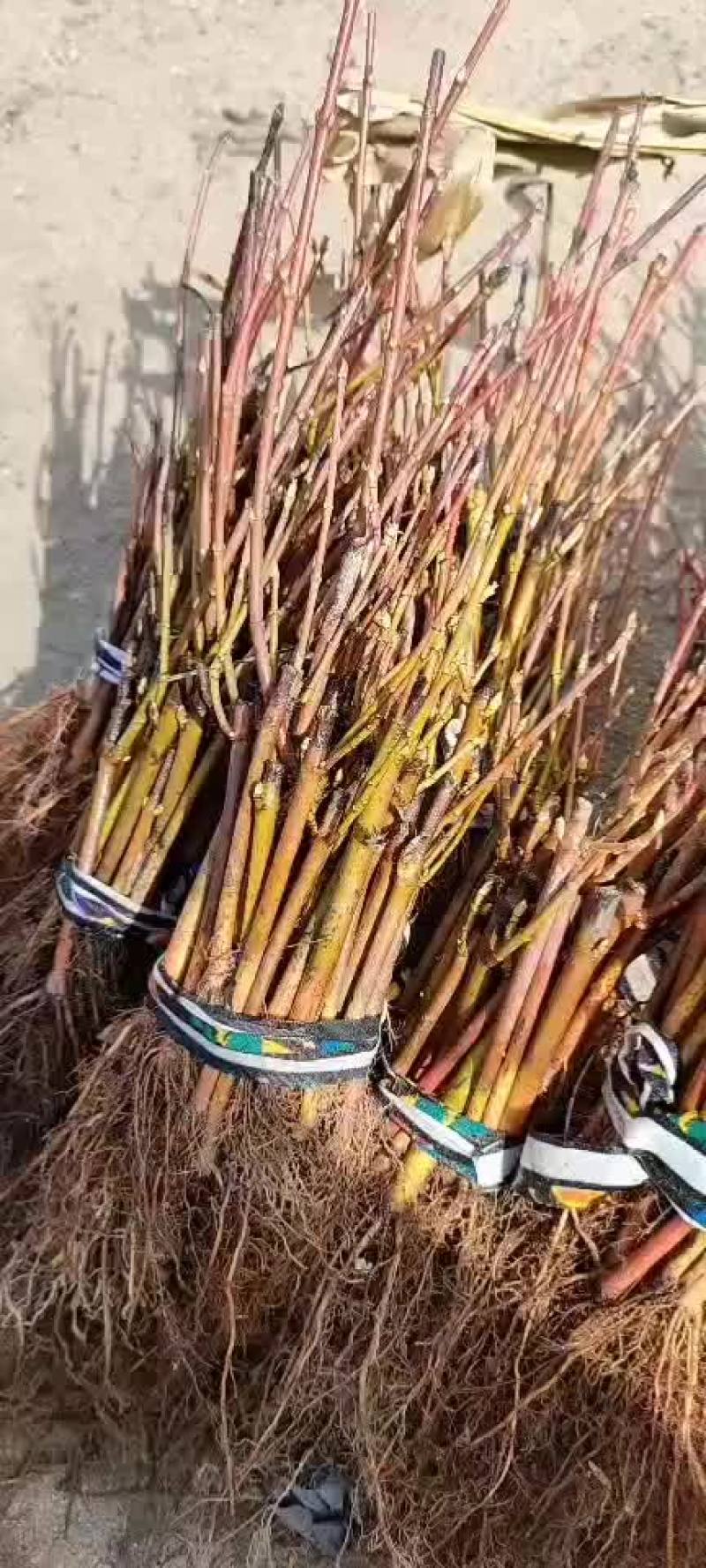 红枫