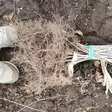 紫丁香小苗