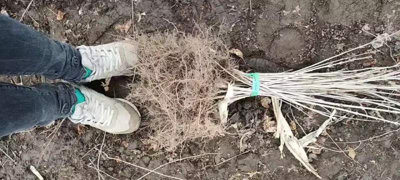 紫丁香小苗