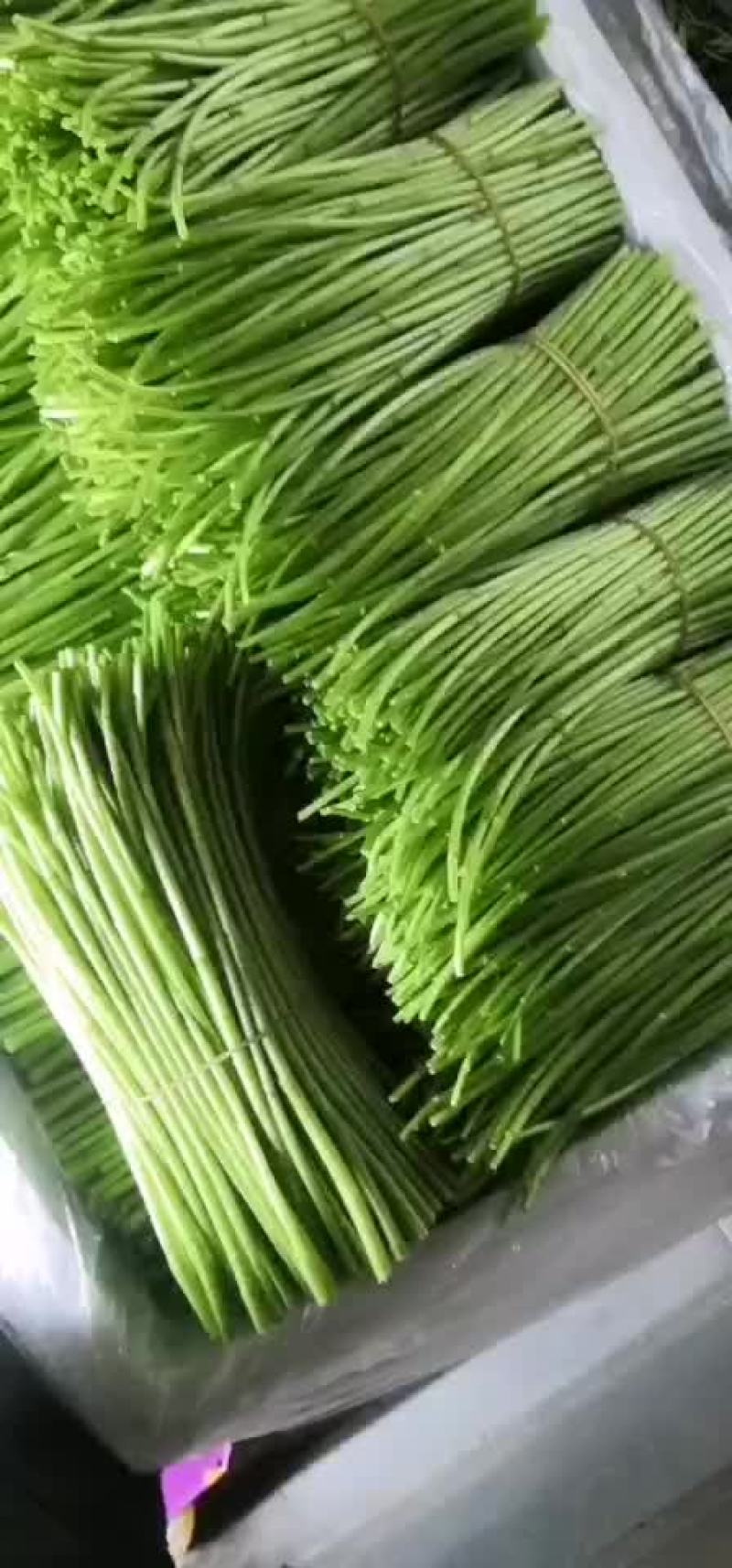 云南精品芦蒿黎蒿，去跟叶净菜，质量保证，全国发货