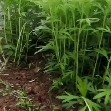 云南精品芦蒿黎蒿，去跟叶净菜，质量保证，全国发货