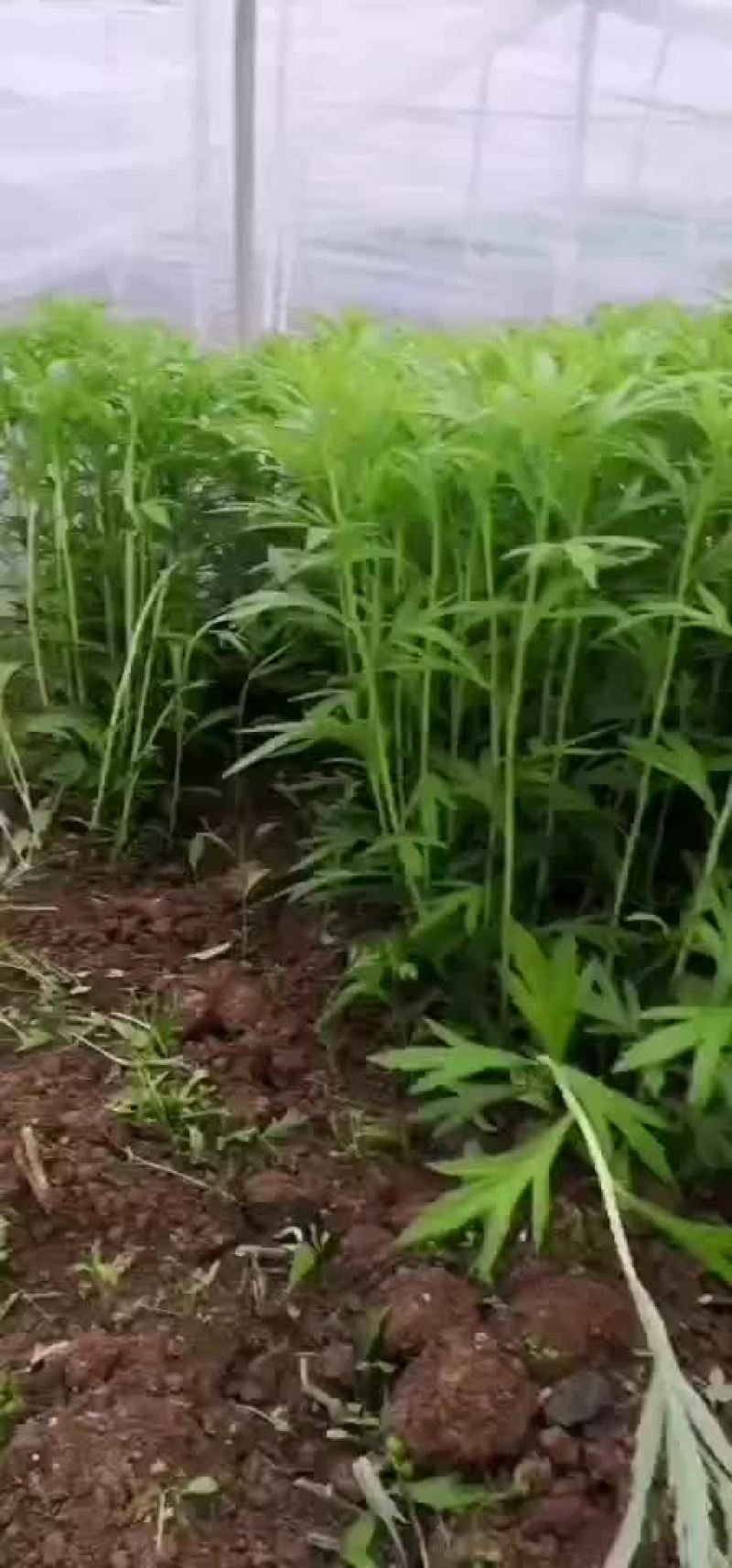 云南精品芦蒿黎蒿，去跟叶净菜，质量保证，全国发货