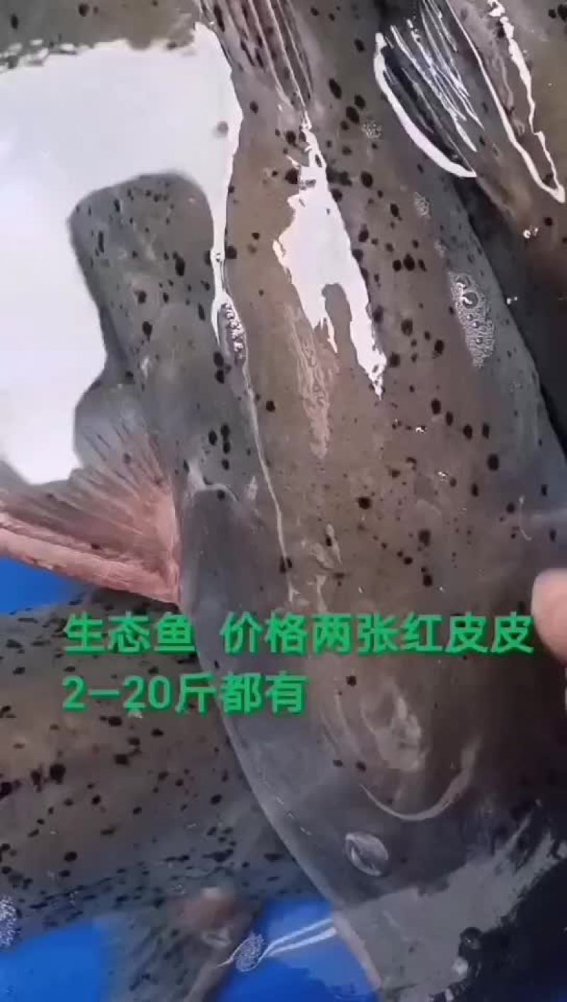 zhi麻鱼自然生长的zhi马鱼