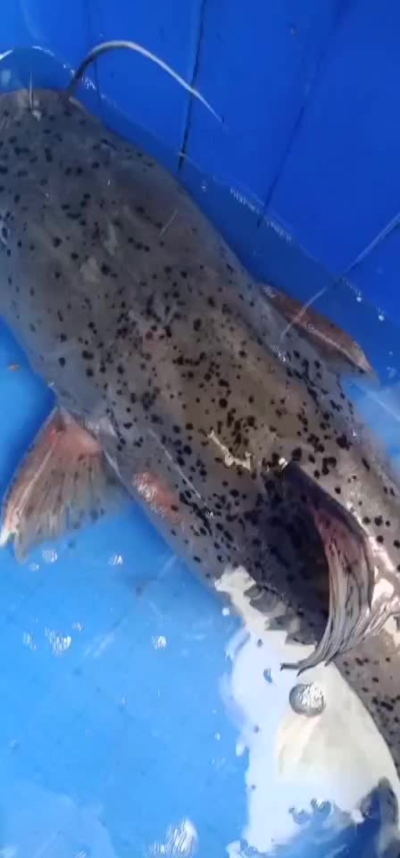 zhi麻鱼自然生长的zhi马鱼