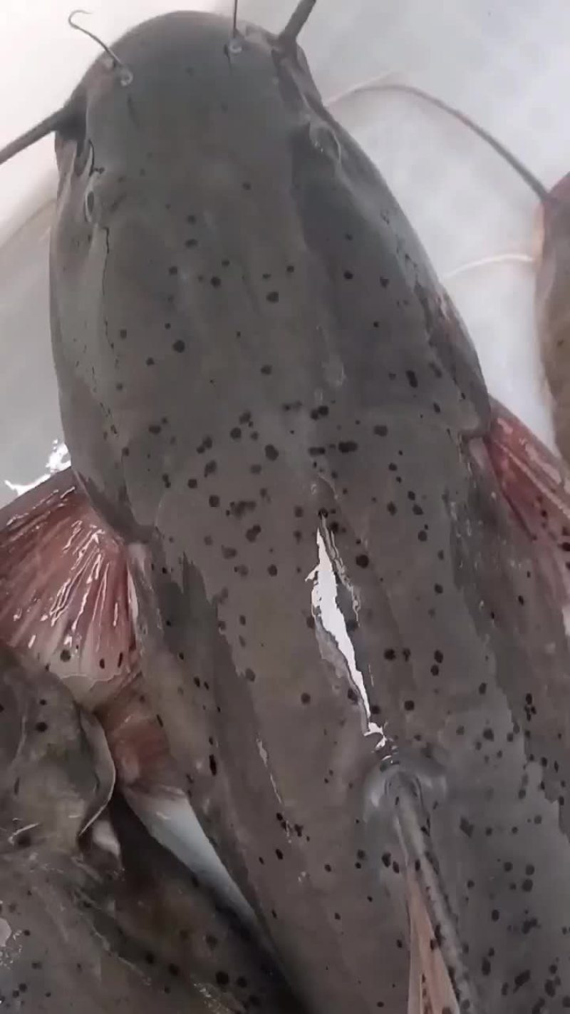zhi麻鱼自然生长的zhi马鱼
