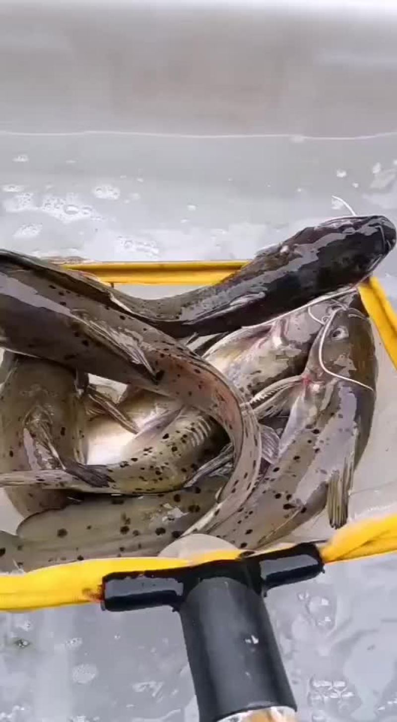 zhi麻鱼自然生长的zhi马鱼