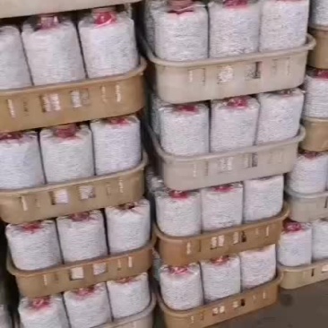 鸡枞菌包研发生产种植产品回收加工