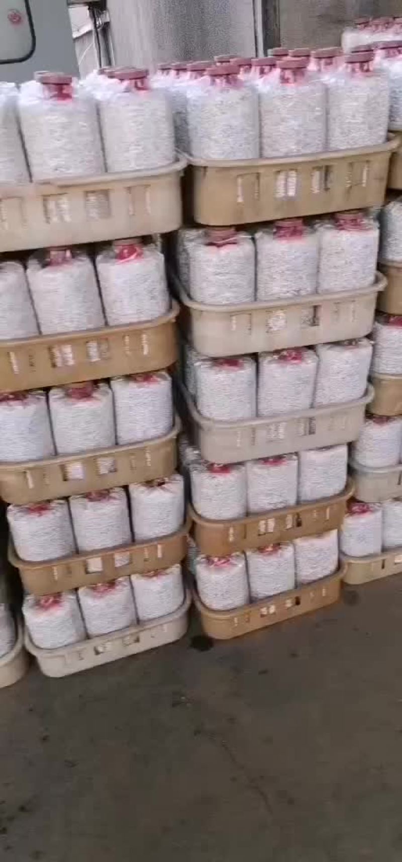 鸡枞菌包研发生产种植产品回收加工