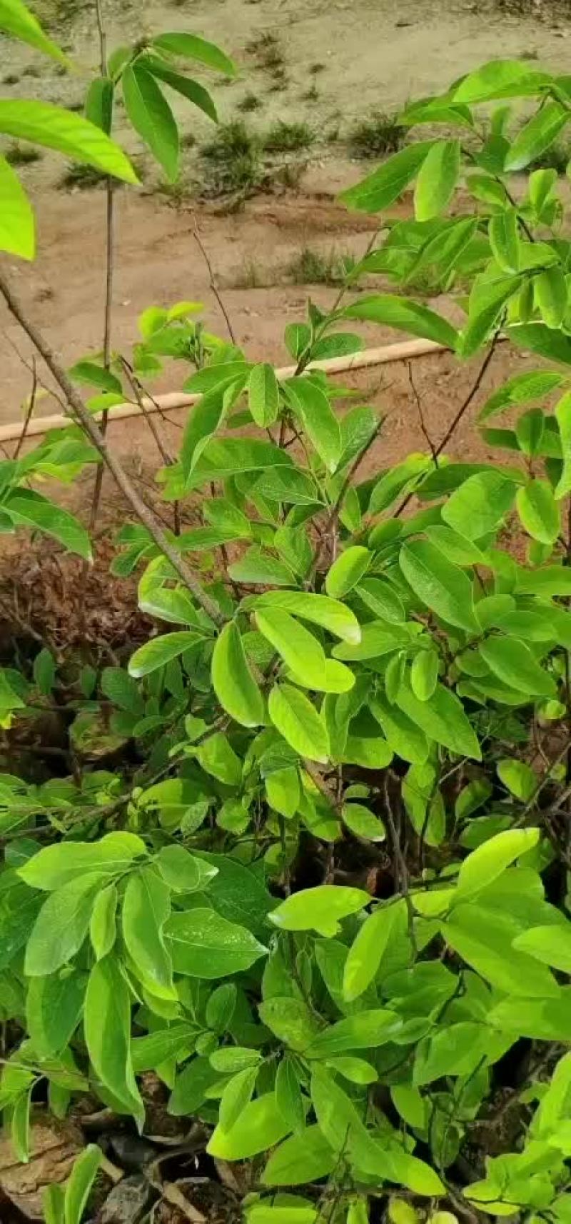 凤梨释迦果苗