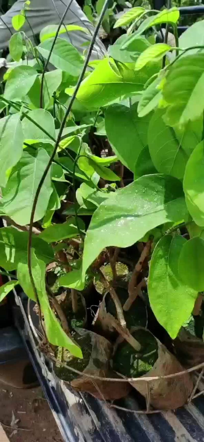 凤梨释迦果苗