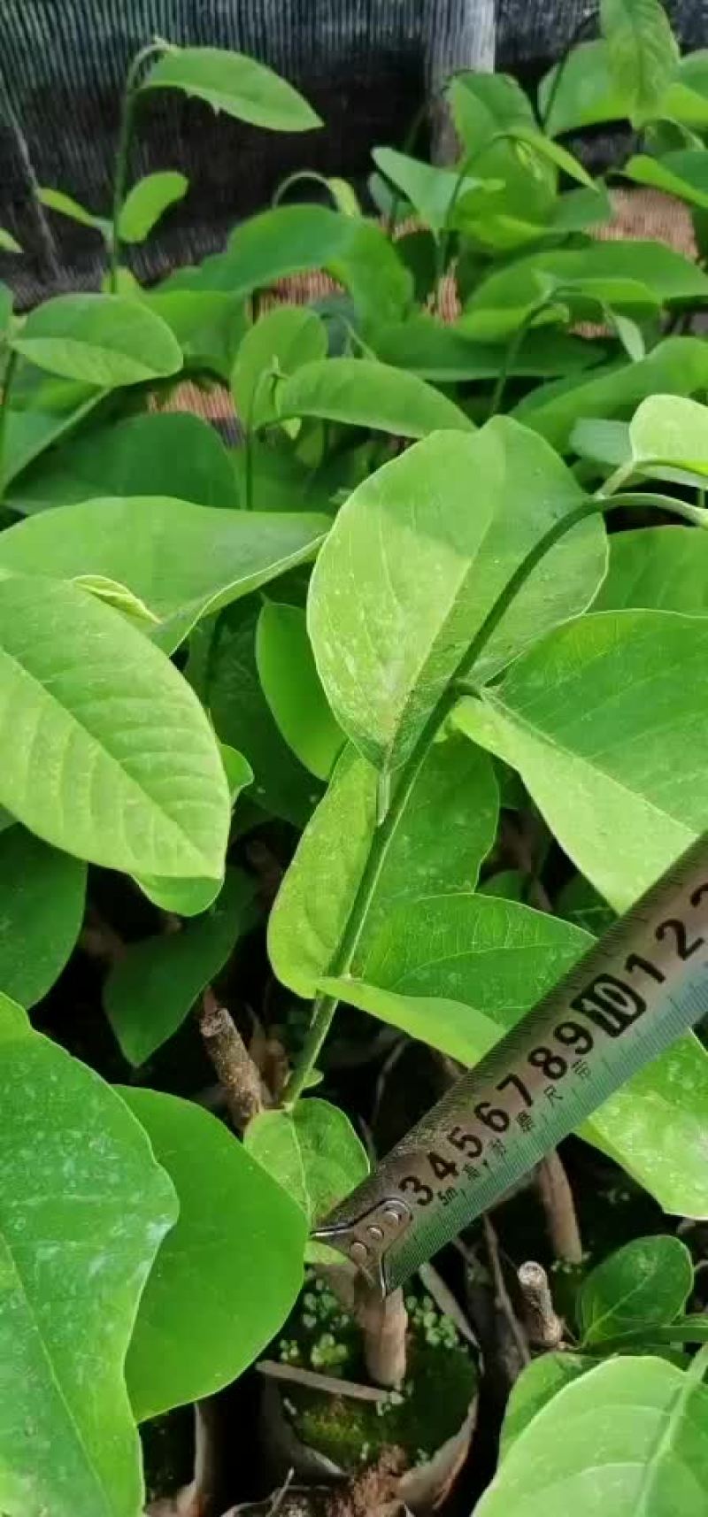 凤梨释迦果苗