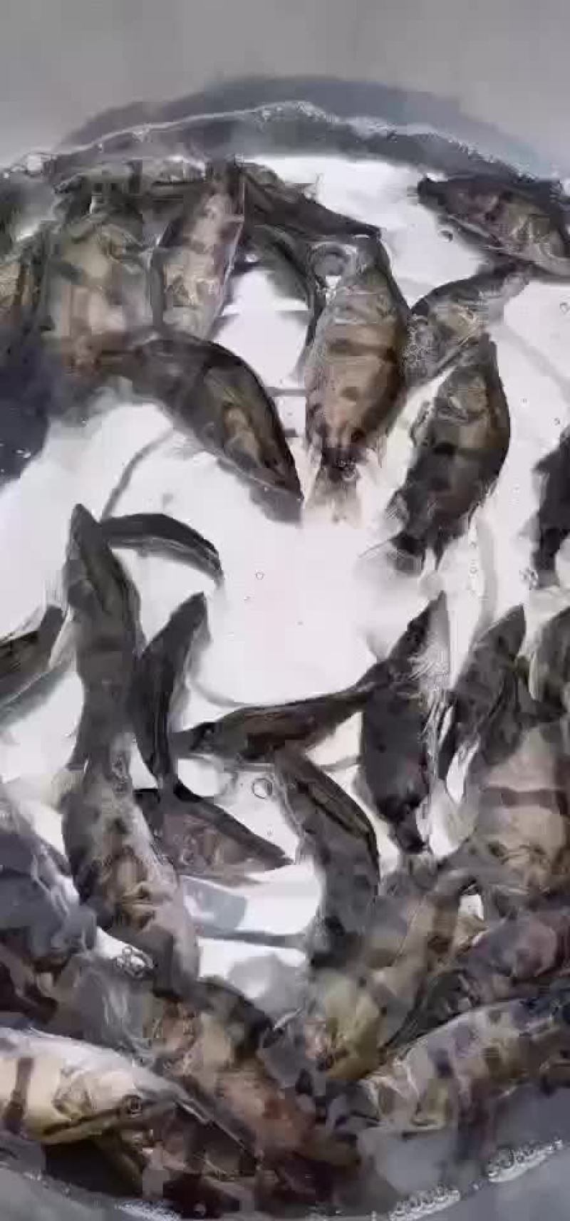 鳜鱼苗，公司专业人员养殖鱼苗彭泽鲫鱼苗，需要迅速联系。