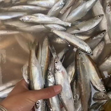 小白条