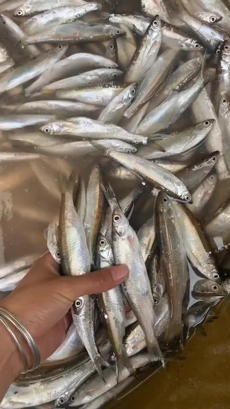 小白条