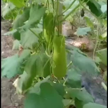 瓠子瓜质量很好量大10000万起