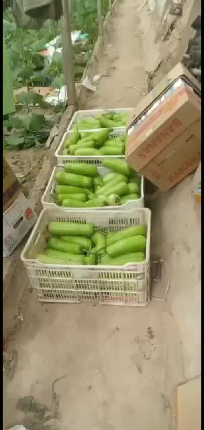 瓠子瓜质量很好量大10000万起