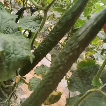 黄瓜，大棚温室密刺黄瓜