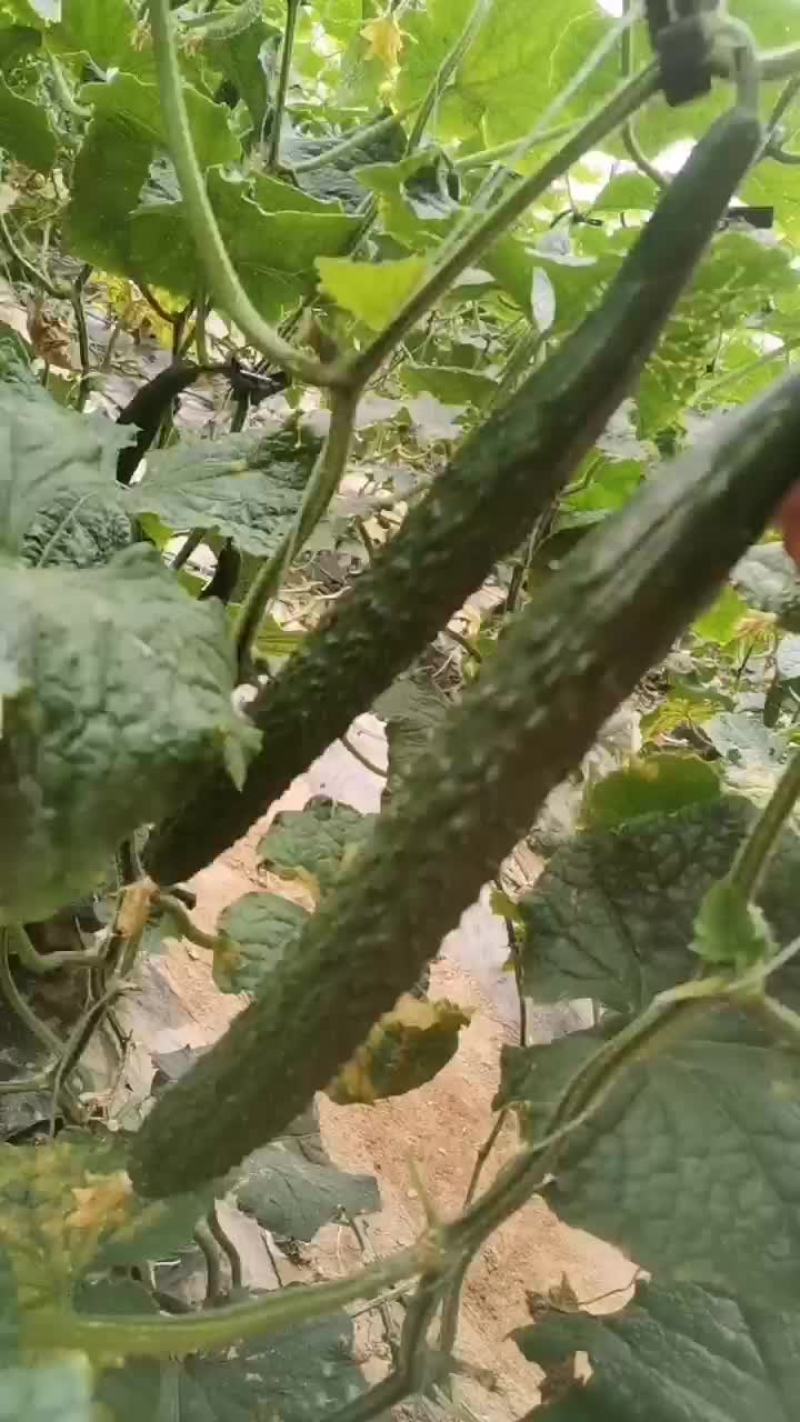 黄瓜，大棚温室密刺黄瓜