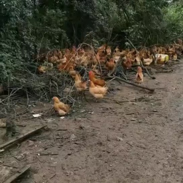 江苏黑腿麻土鸡