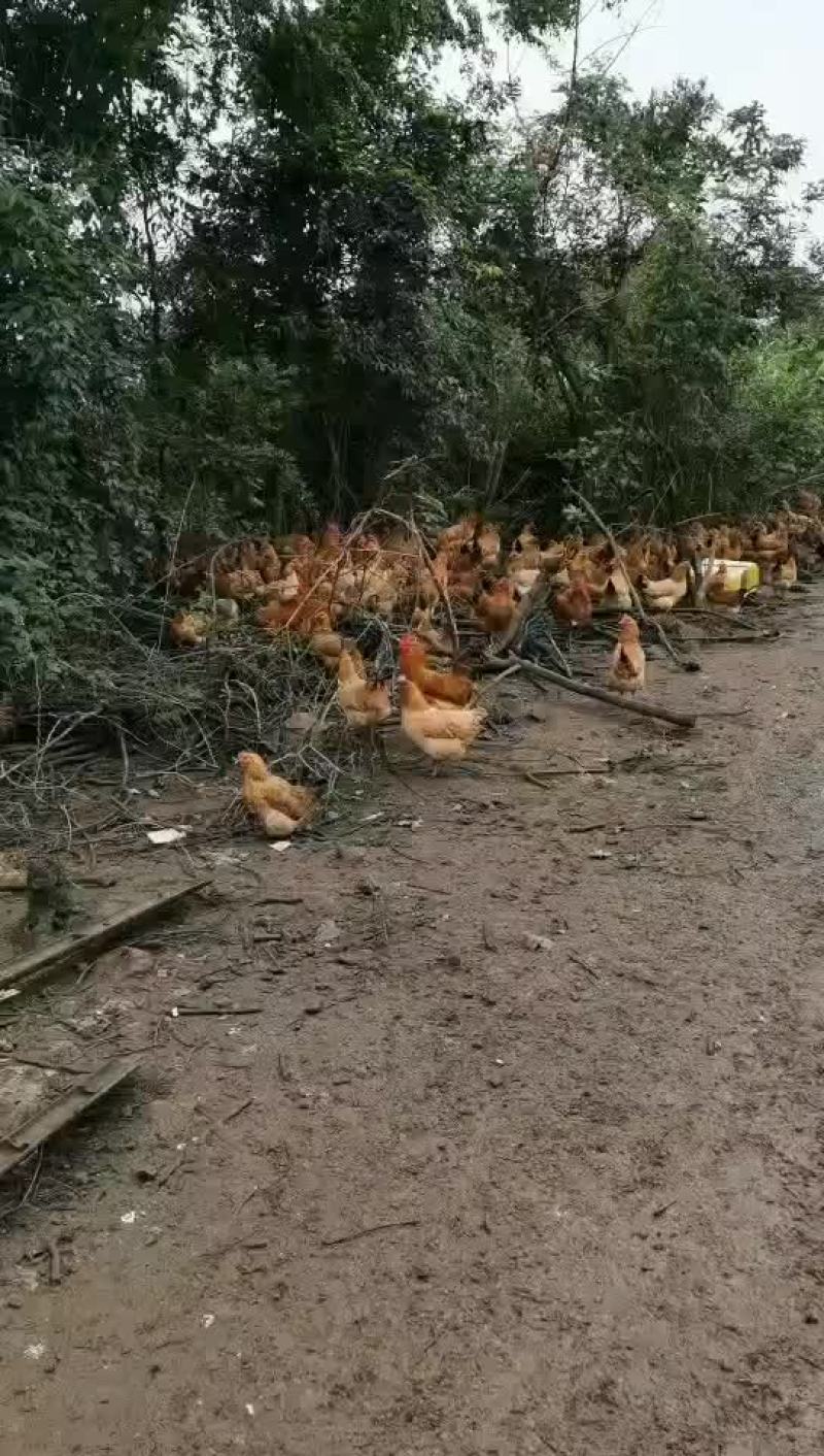 江苏黑腿麻土鸡