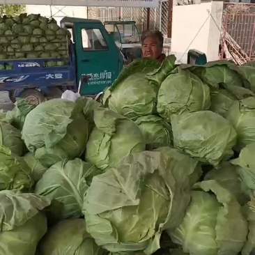 德州安庄安丽荣市场精品甘蓝
