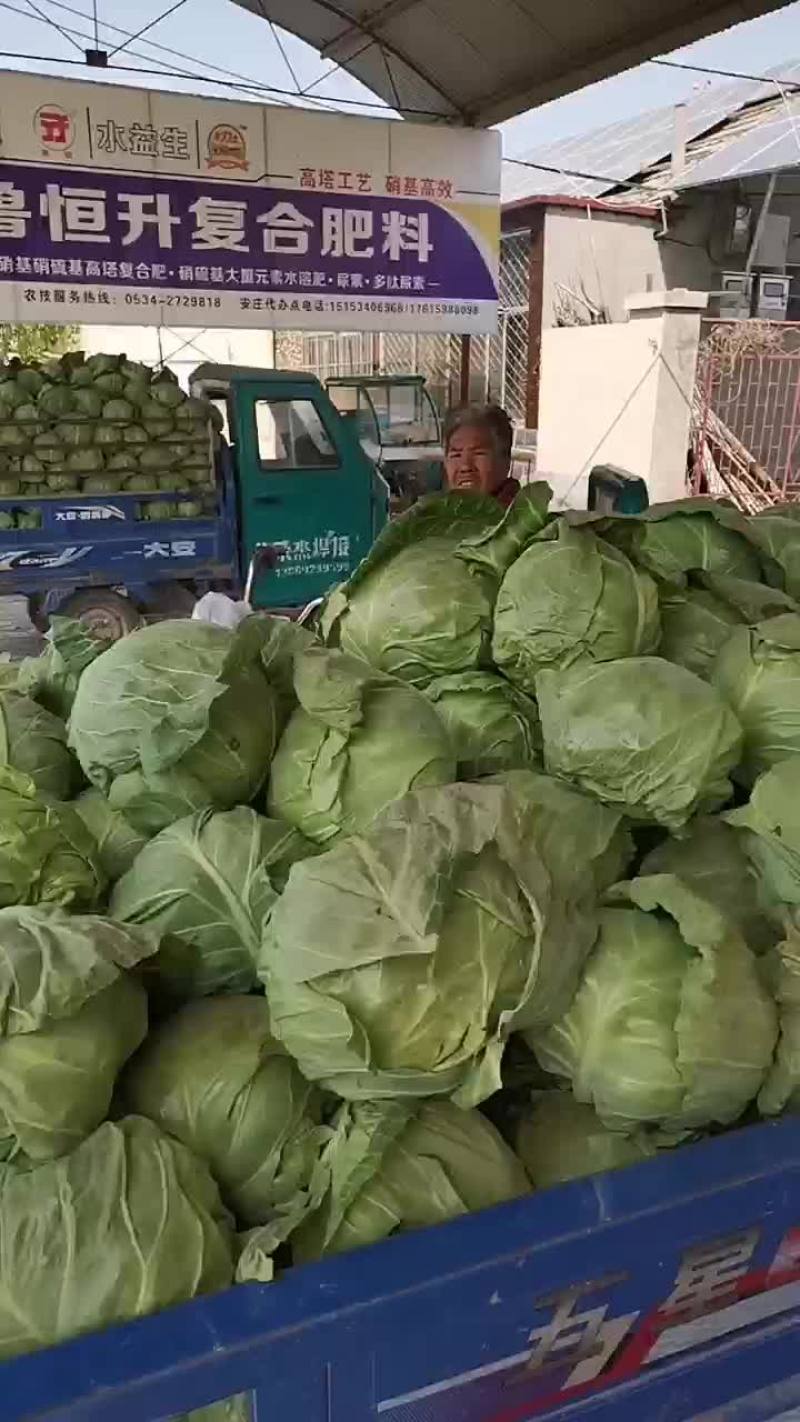 德州安庄安丽荣市场精品甘蓝