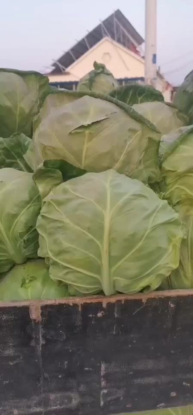 德州安庄安丽荣市场精品甘蓝