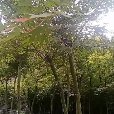 红枫，羽毛枫，鸡爪槭树，大量处理了。