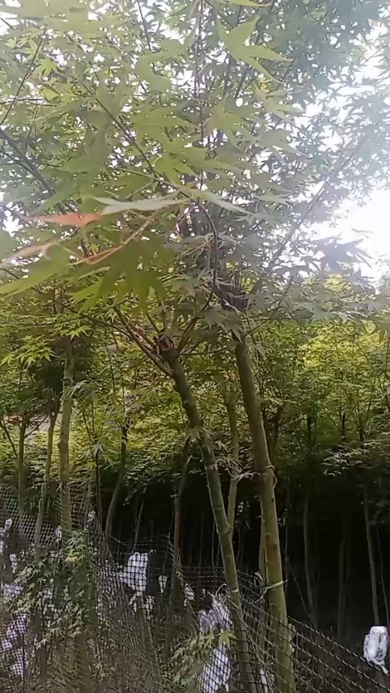红枫，羽毛枫，鸡爪槭树，大量处理了。