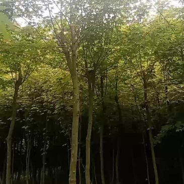 鸡爪槭树