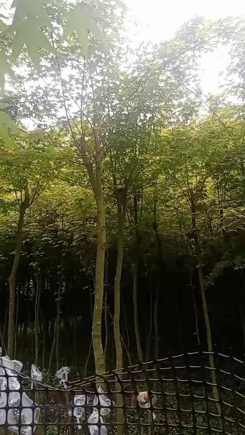 鸡爪槭树