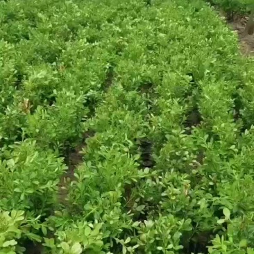 精品豆瓣黄杨苗开始大量出售