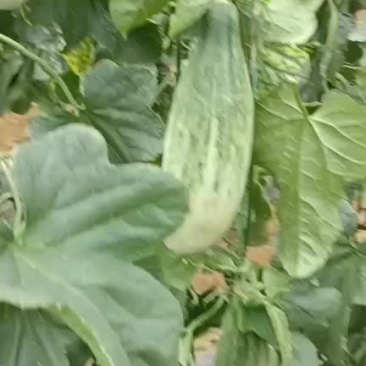 甜瓜羊角蜜口感很好