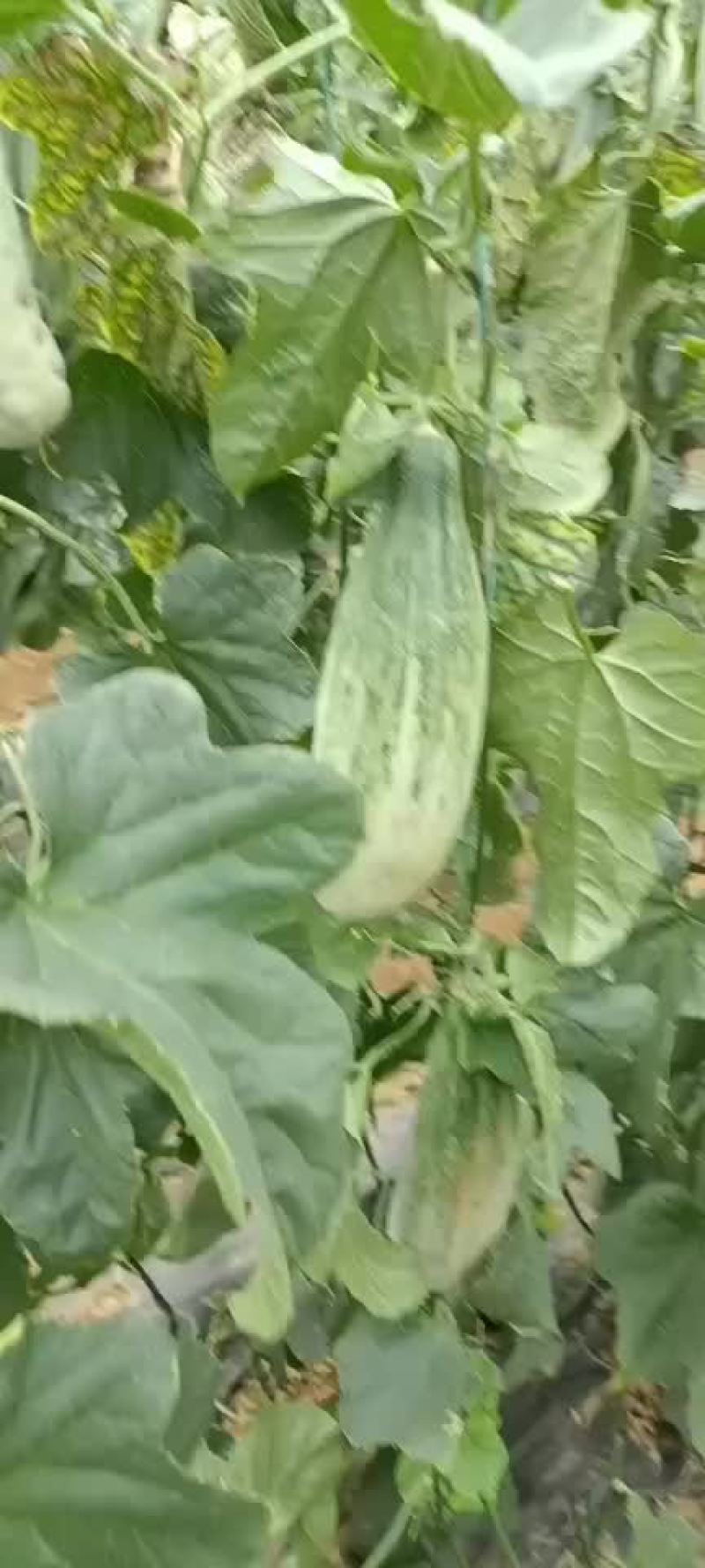 甜瓜羊角蜜口感很好