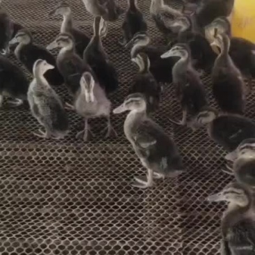 活禽
