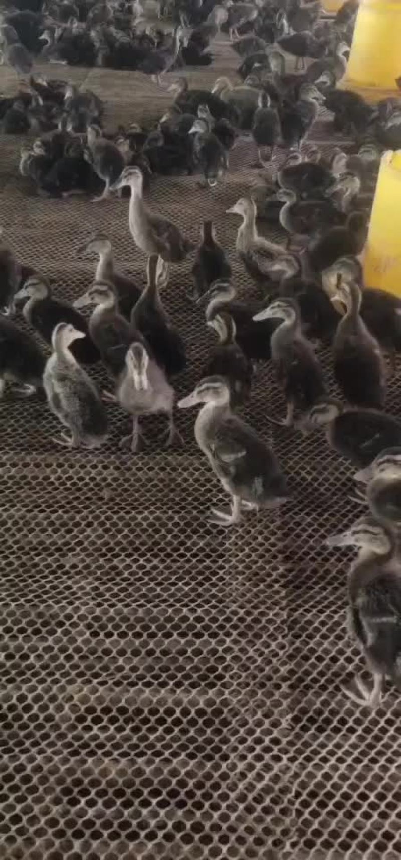 活禽