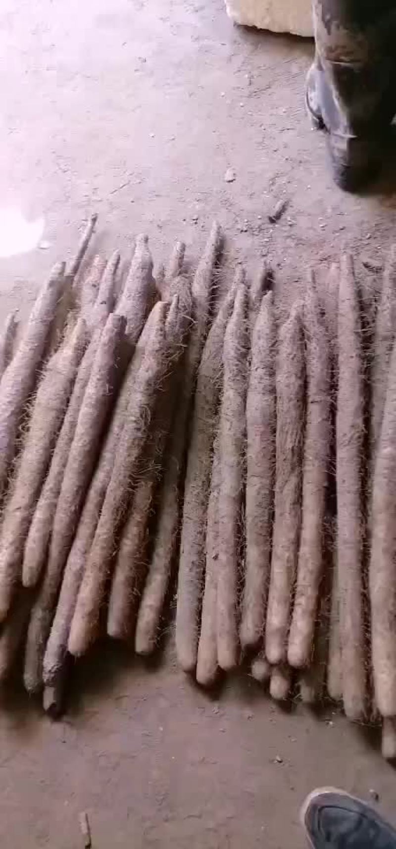 山药，麻山药，库存山药，山药，棒药，子药