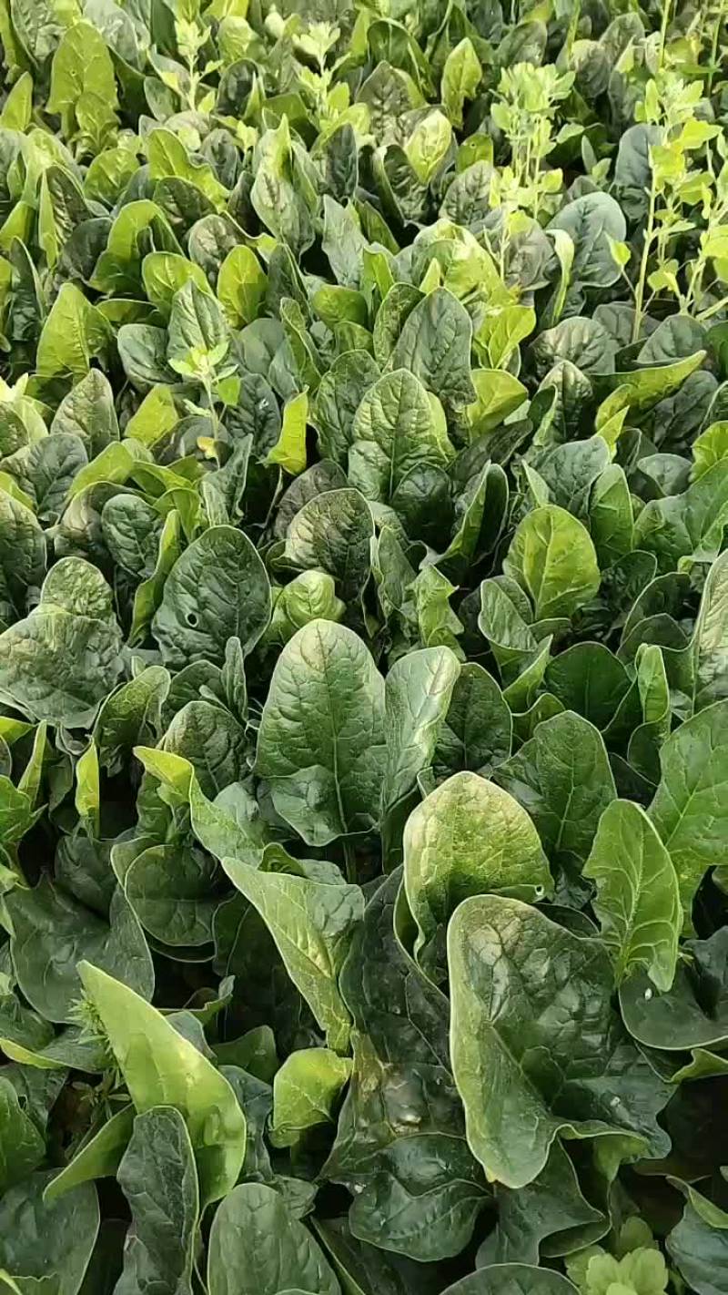 菠菜大量上市，有需要的就联系哦，机会不等人