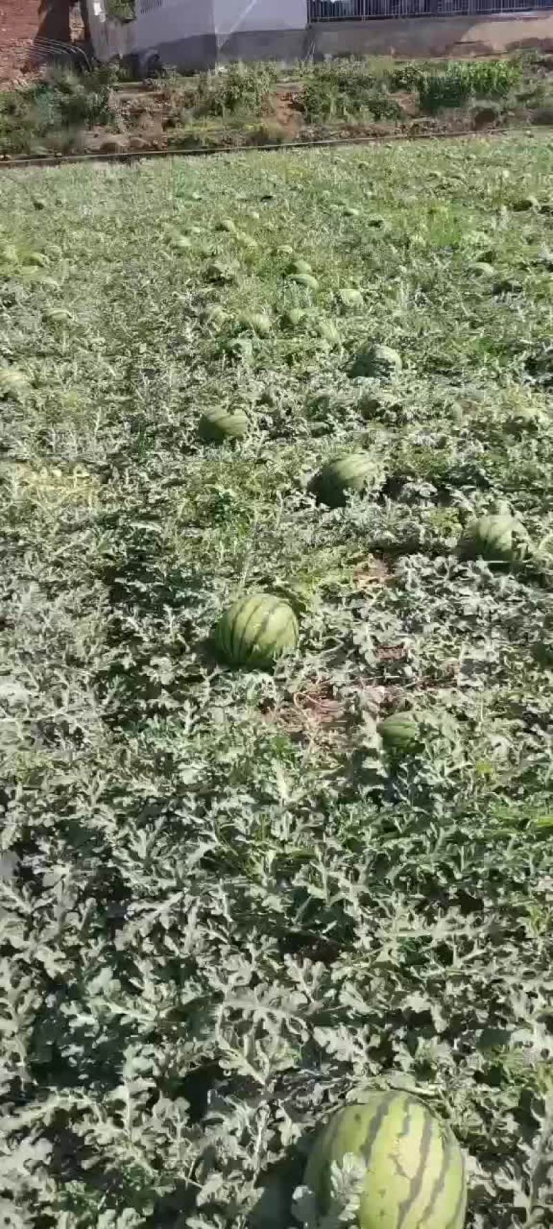 西瓜
