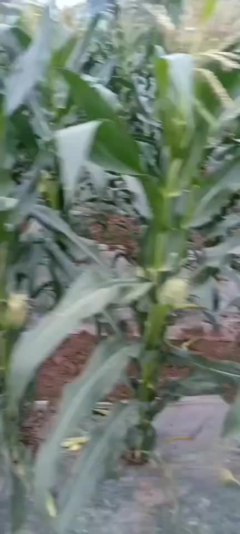 糯玉米马上快上市了