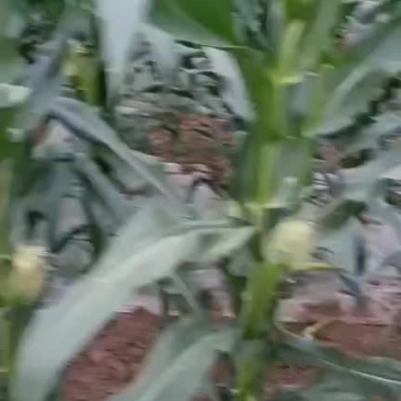 精品蔬菜我们是认真在做