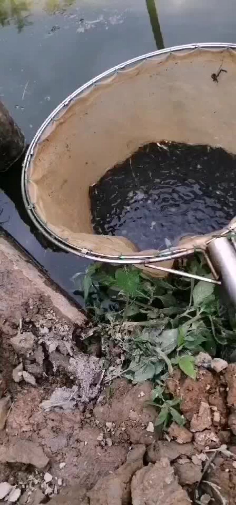 鱼粒