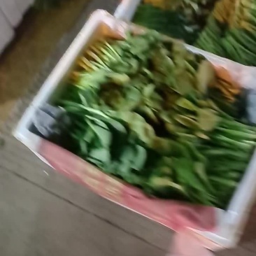 各种蔬菜