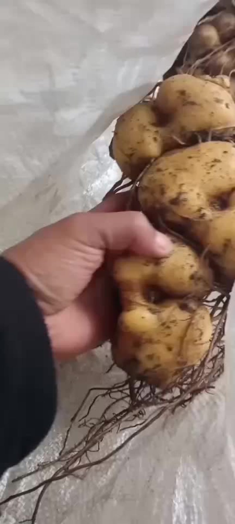 黄精苗