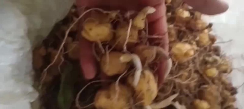 黄精苗
