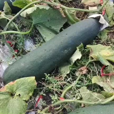 2毛海南黑皮吊冬瓜