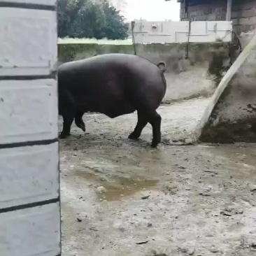黑猪