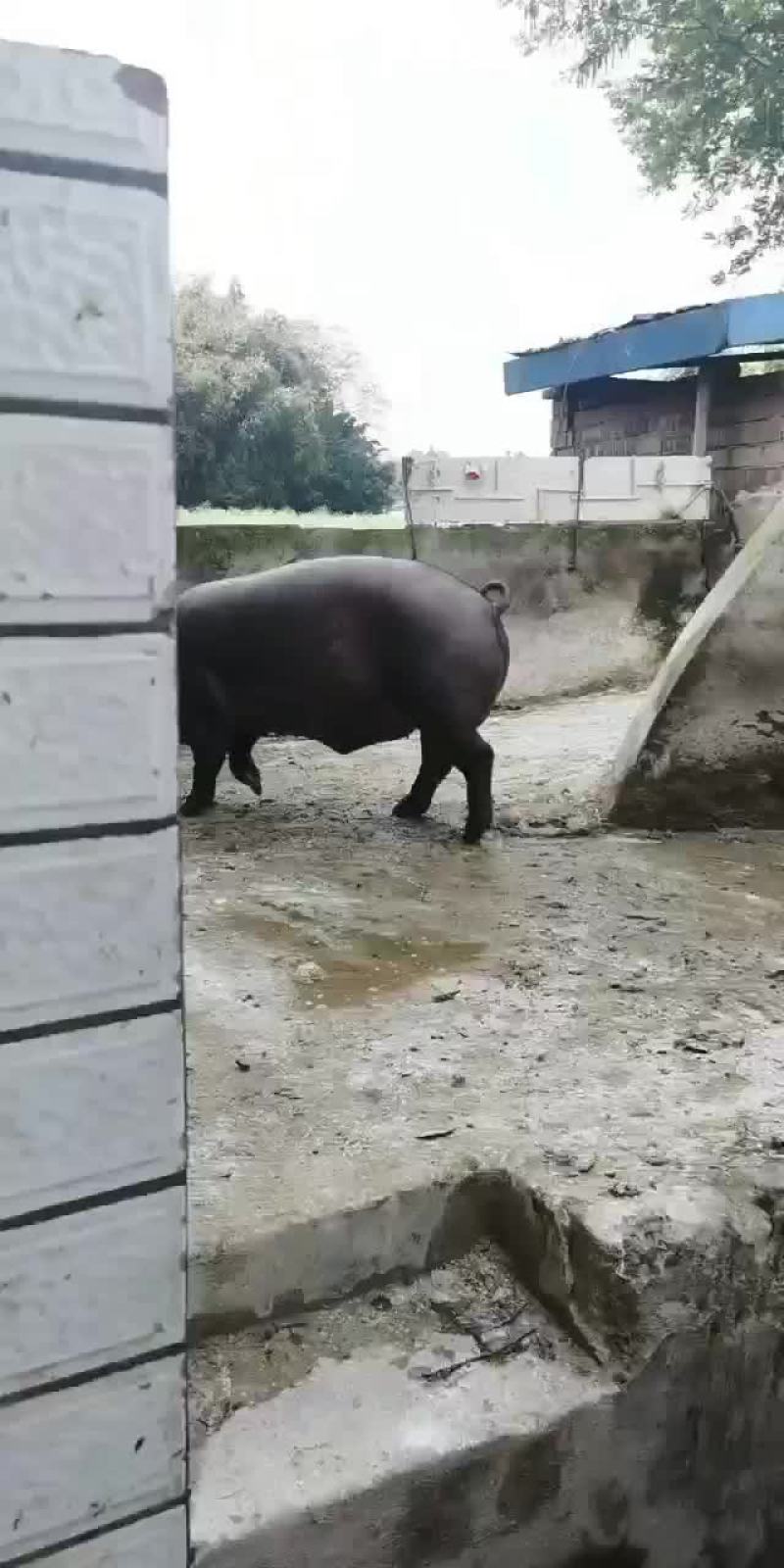 黑猪